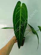 Anthurium warocqueanum