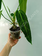 Anthurium warocqueanum