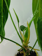 Anthurium warocqueanum