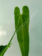 Anthurium warocqueanum