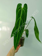 Anthurium warocqueanum