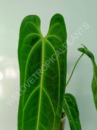 Anthurium warocqueanum