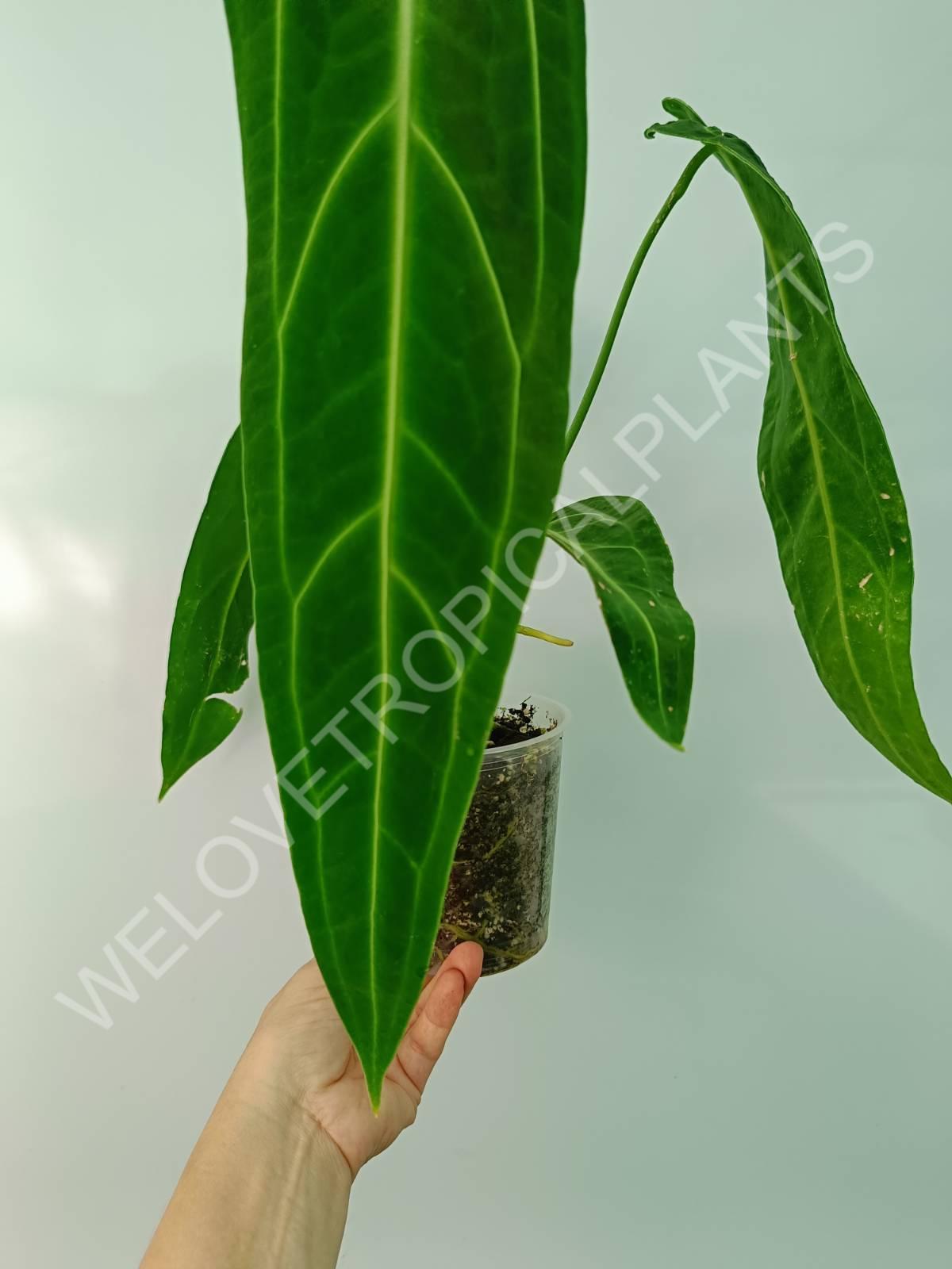 Anthurium warocqueanum