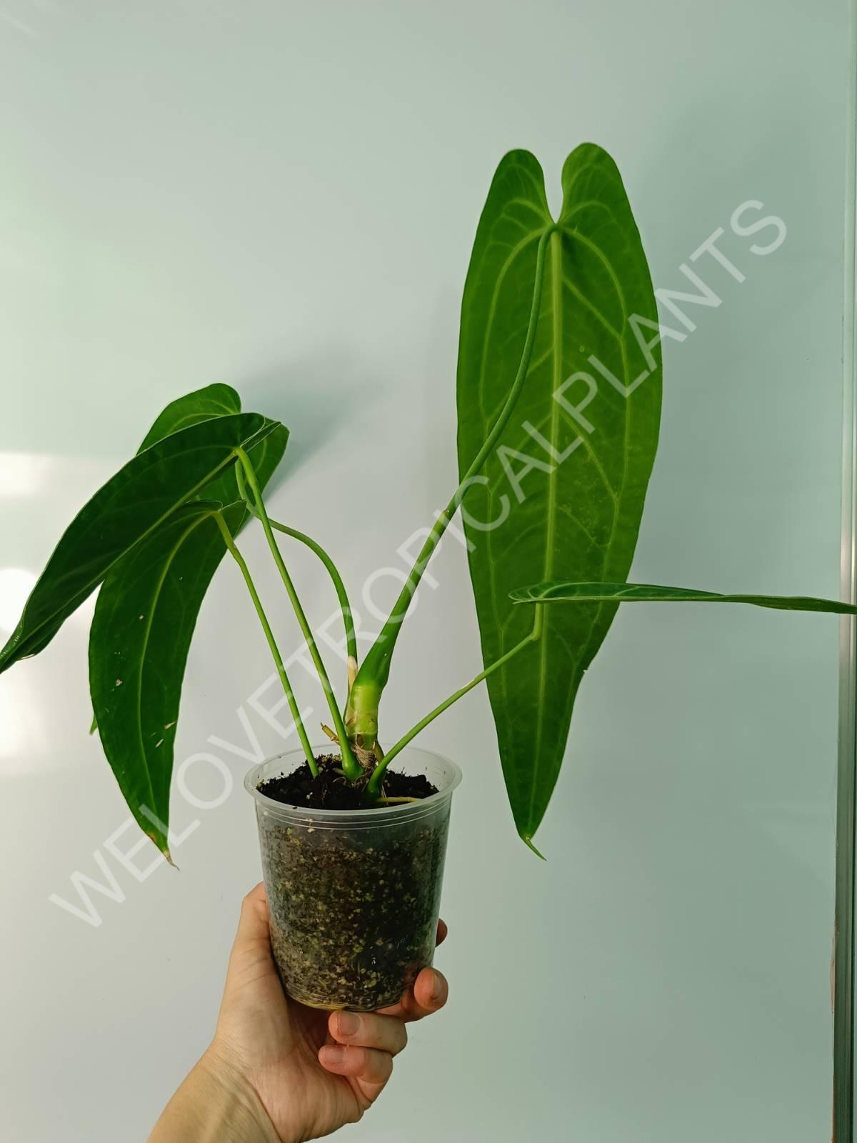 Anthurium warocqueanum