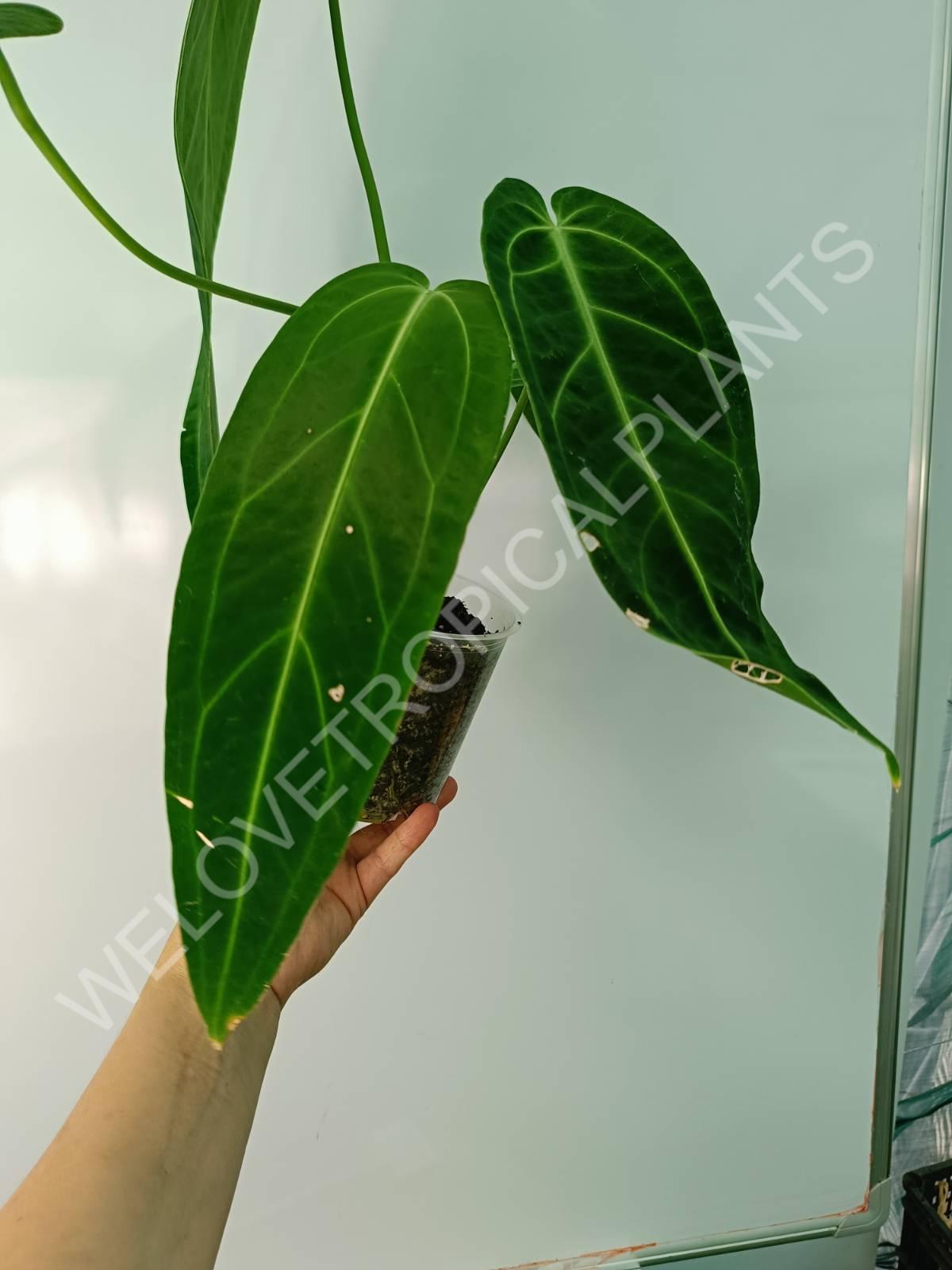 Anthurium warocqueanum