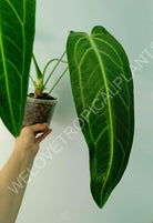 Anthurium warocqueanum