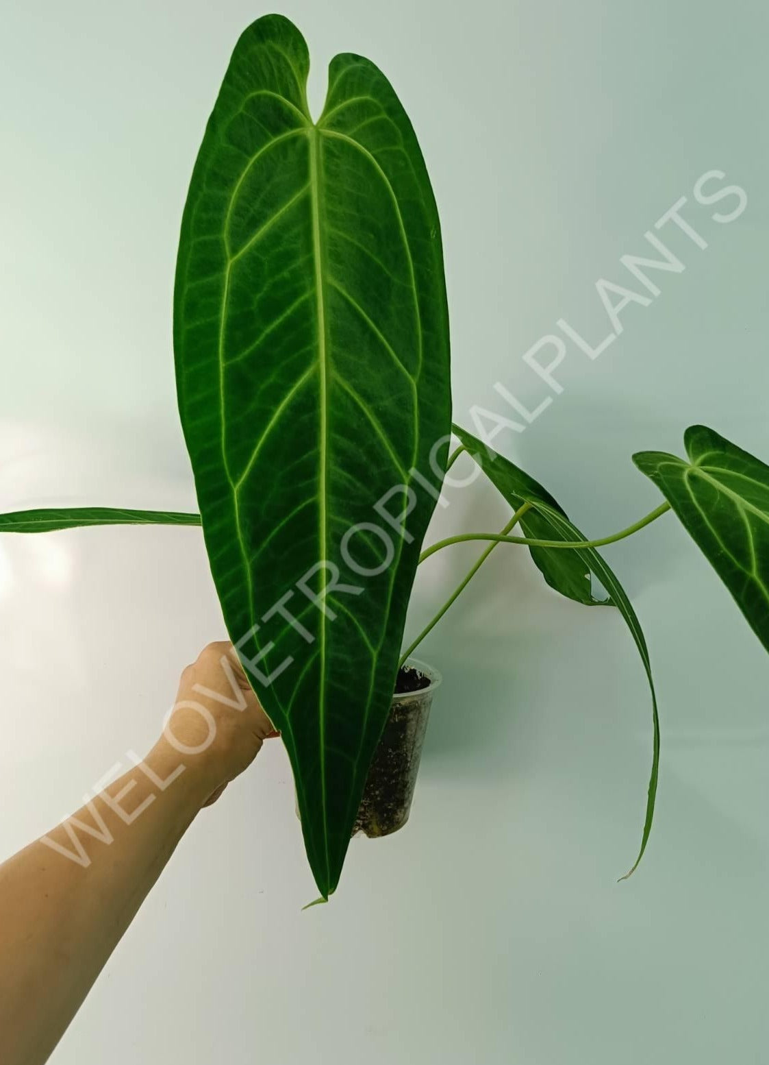 Anthurium warocqueanum