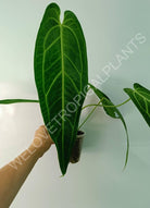 Anthurium warocqueanum