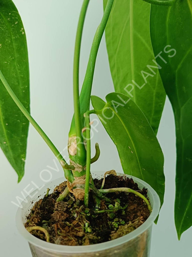 Anthurium warocqueanum