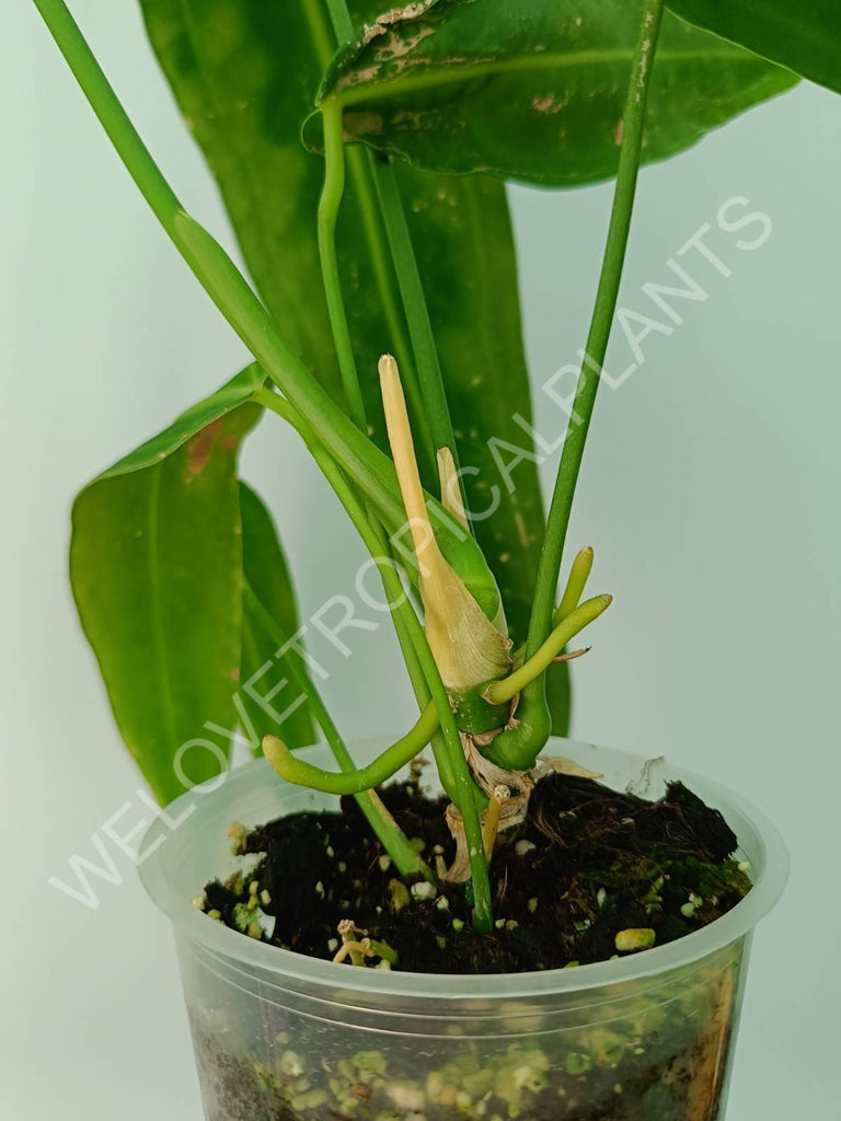 Anthurium warocqueanum