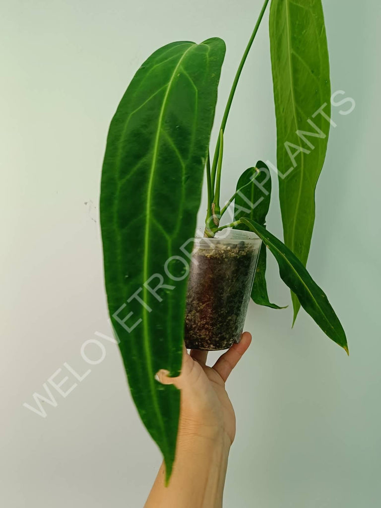 Anthurium warocqueanum