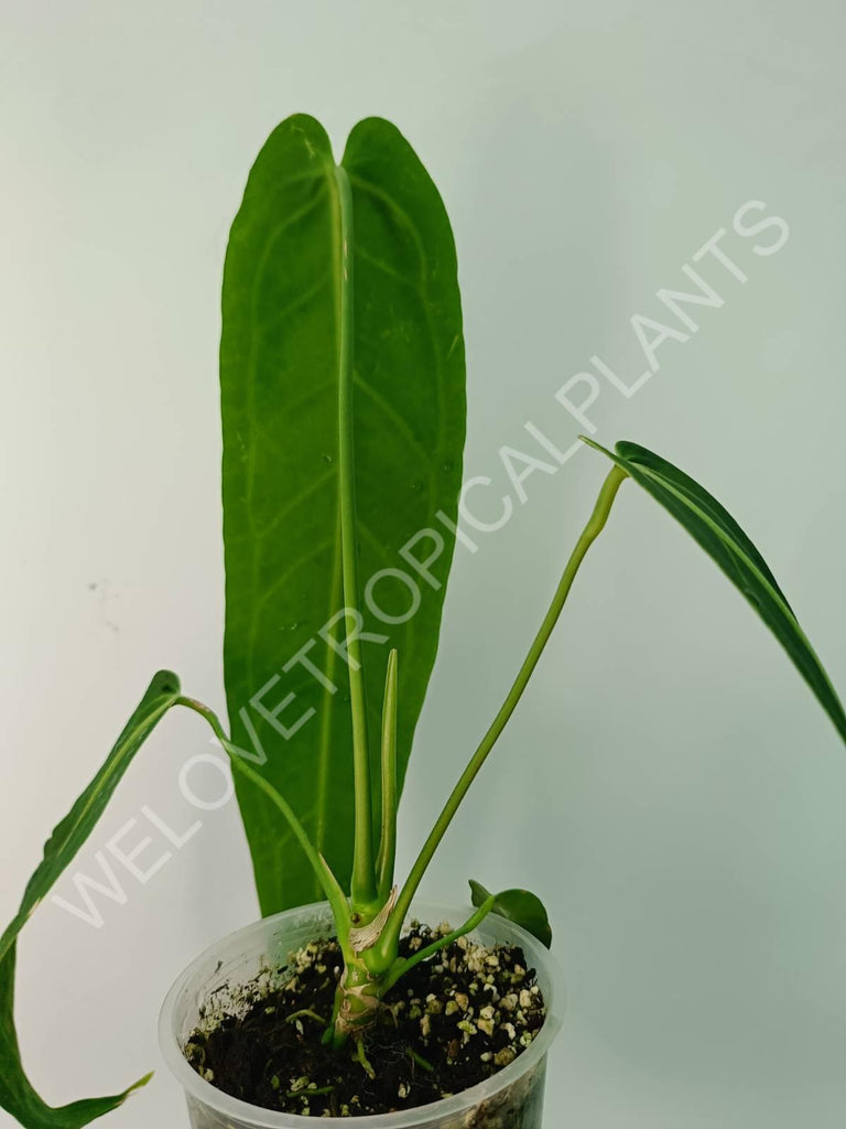 Anthurium warocqueanum