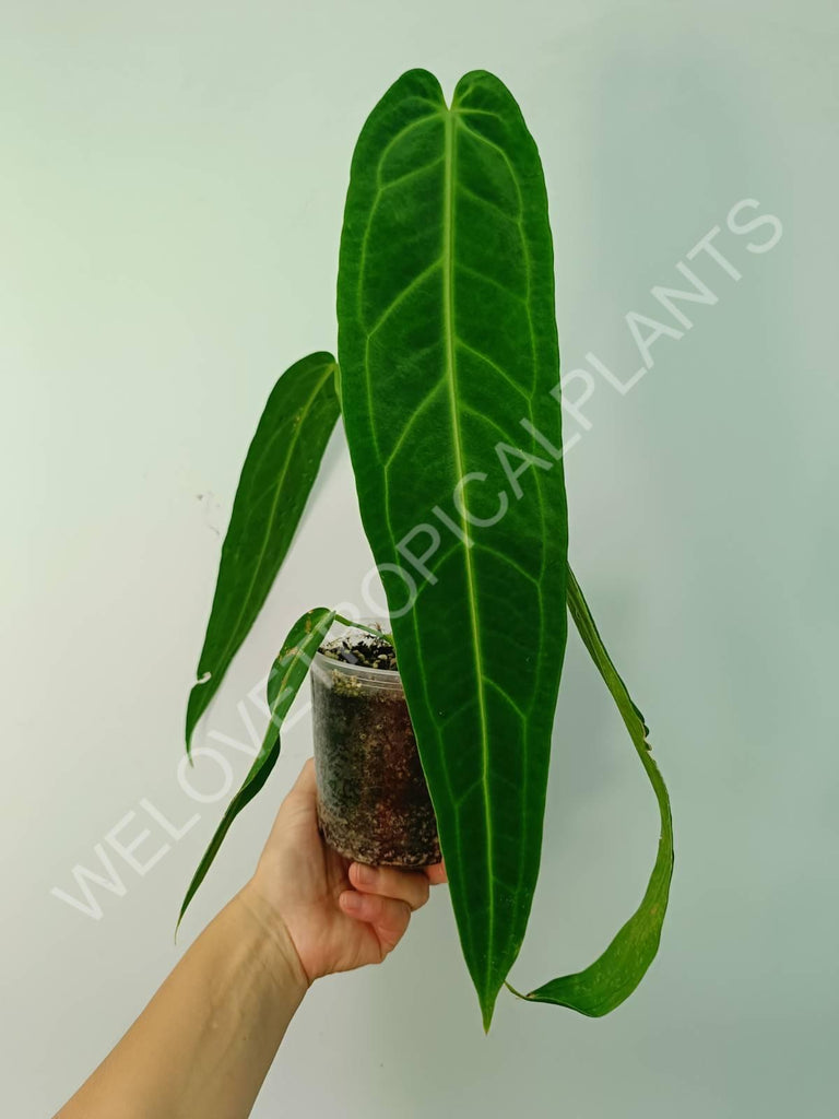 Anthurium warocqueanum