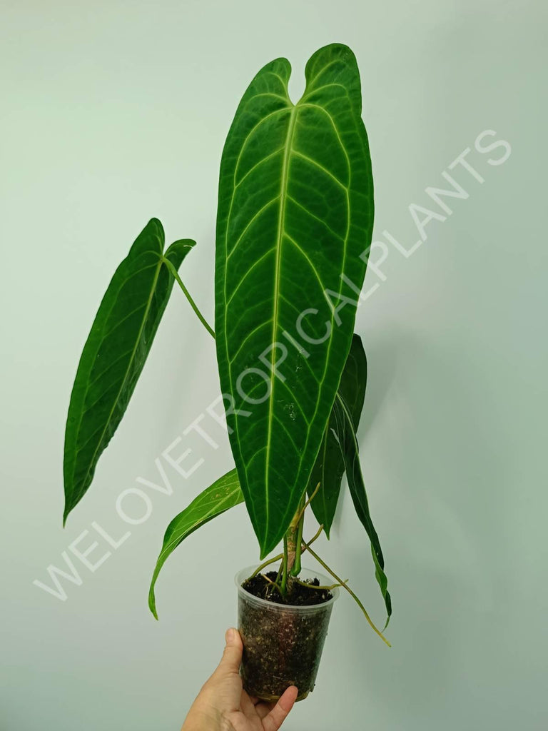 Anthurium warocqueanum