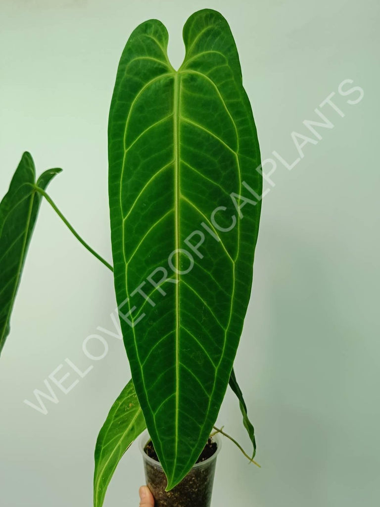 Anthurium warocqueanum