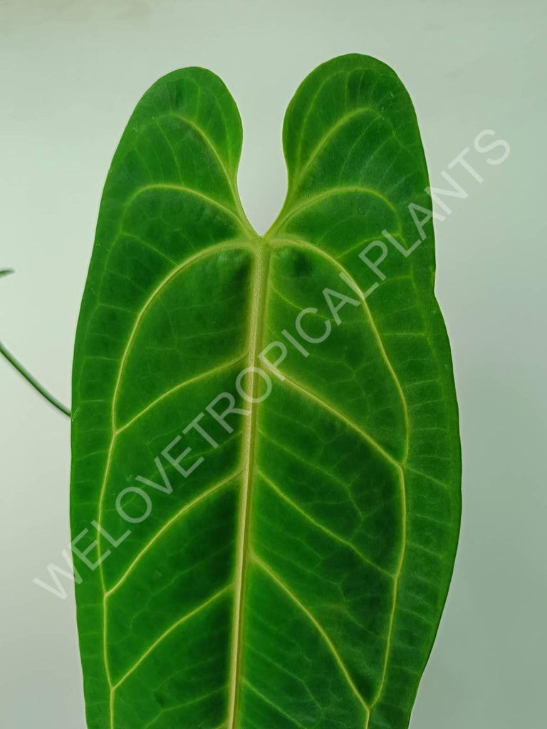 Anthurium warocqueanum