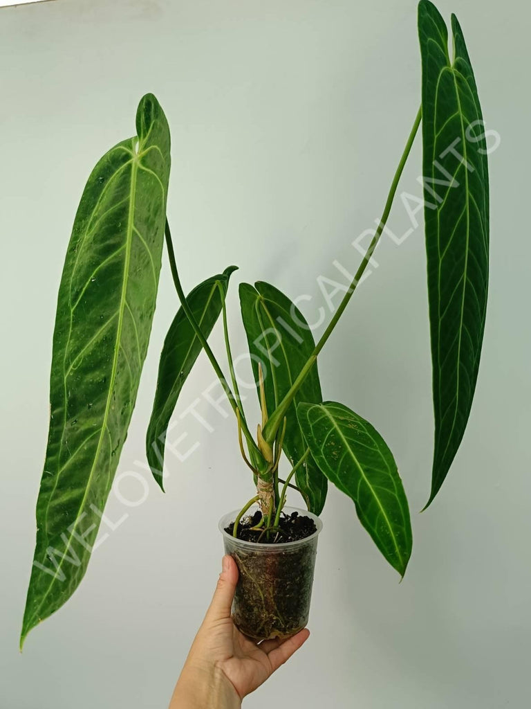 Anthurium warocqueanum