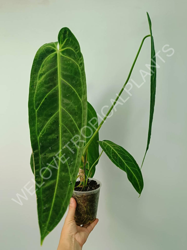 Anthurium warocqueanum