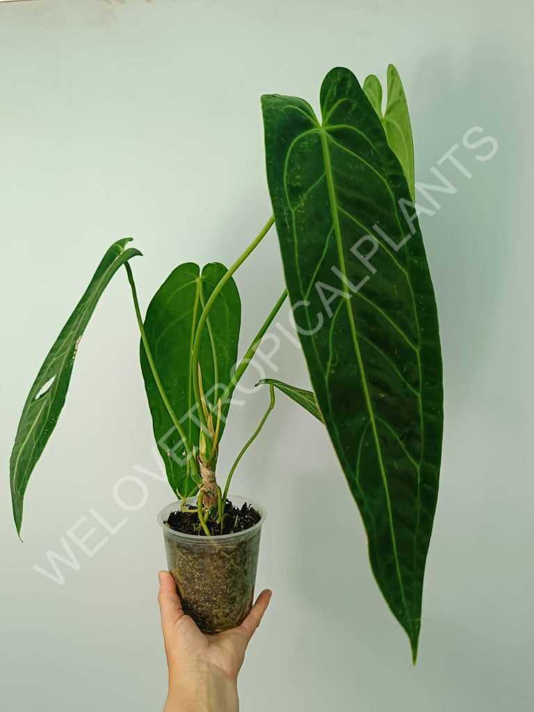 Anthurium warocqueanum