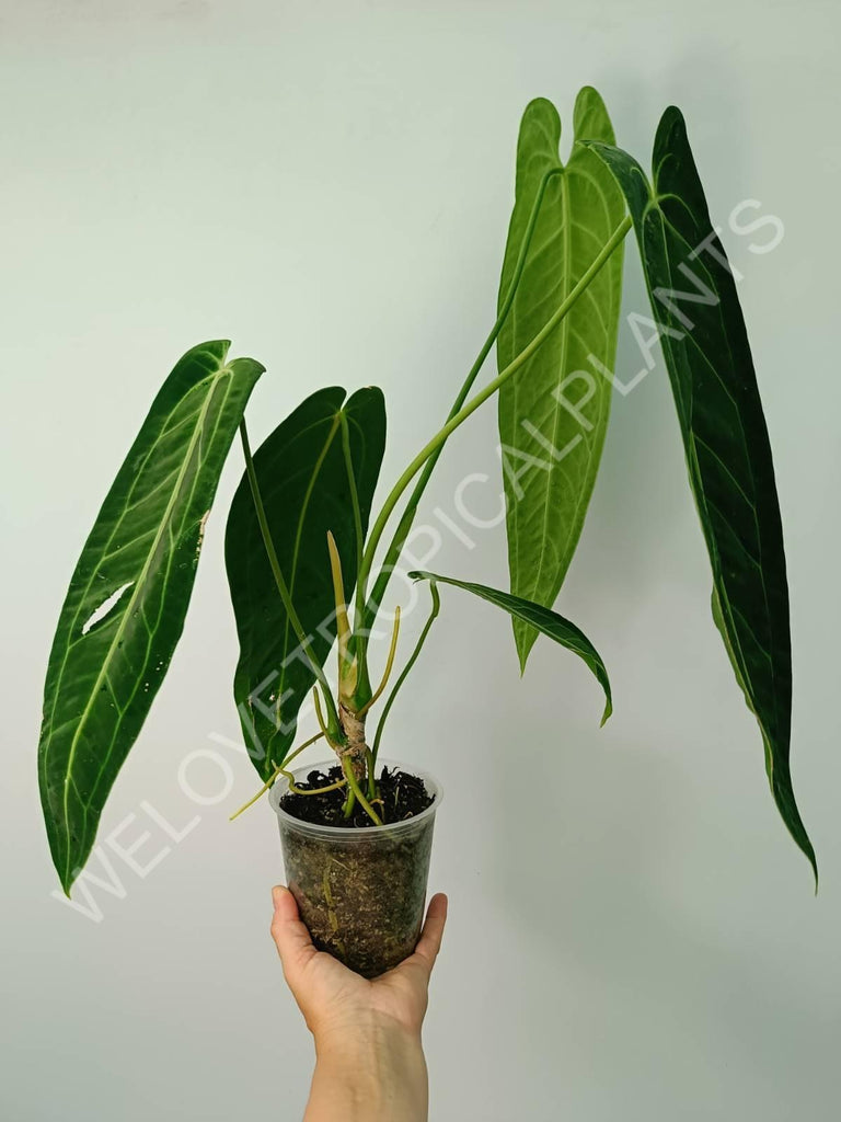 Anthurium warocqueanum