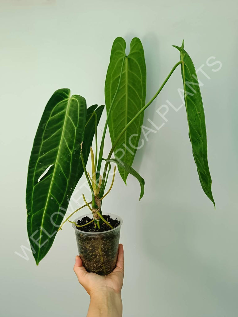 Anthurium warocqueanum