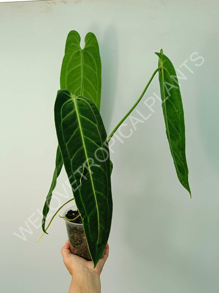 Anthurium warocqueanum