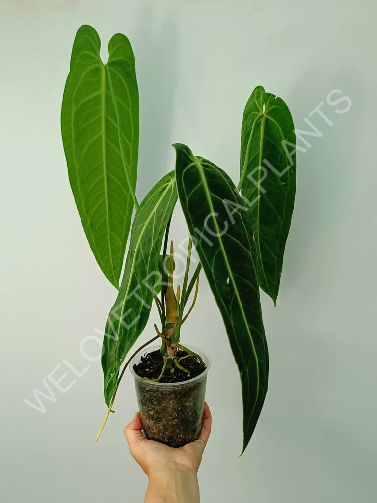 Anthurium warocqueanum