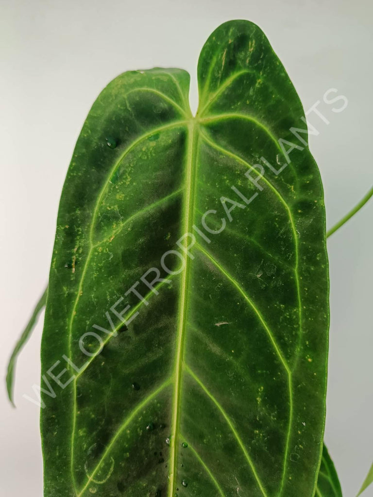 Anthurium warocqueanum