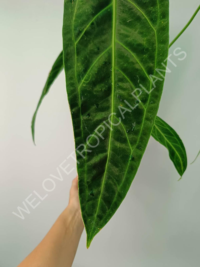 Anthurium warocqueanum