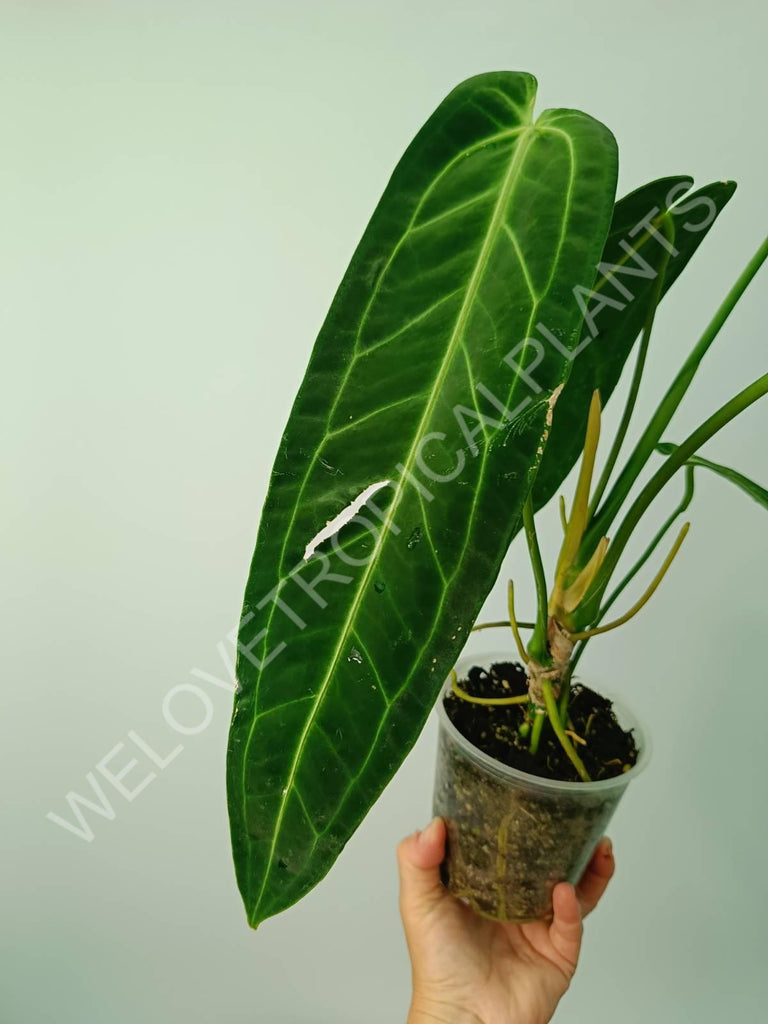 Anthurium warocqueanum