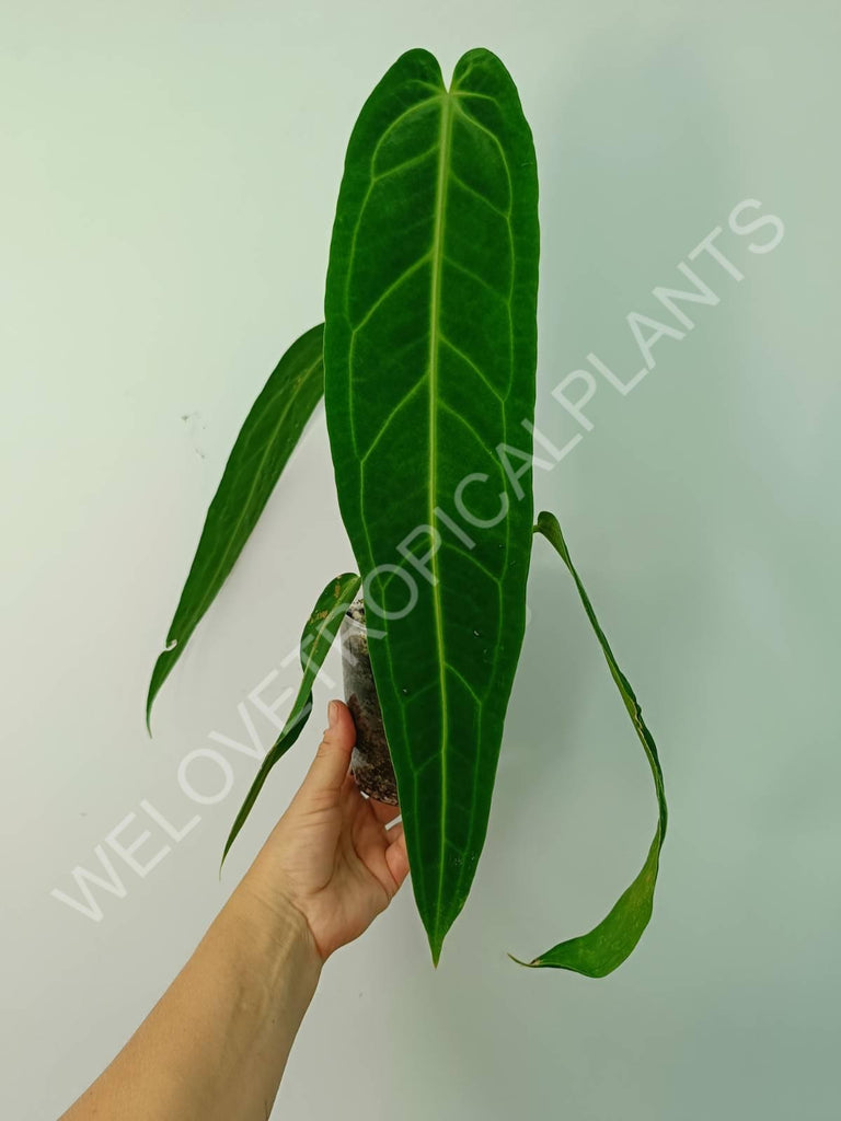 Anthurium warocqueanum