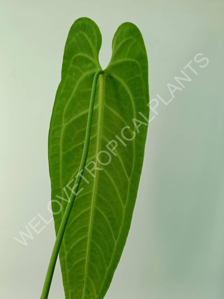 Anthurium warocqueanum