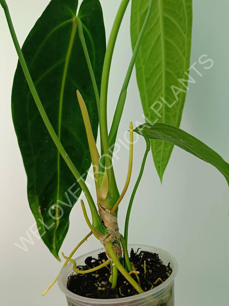 Anthurium warocqueanum