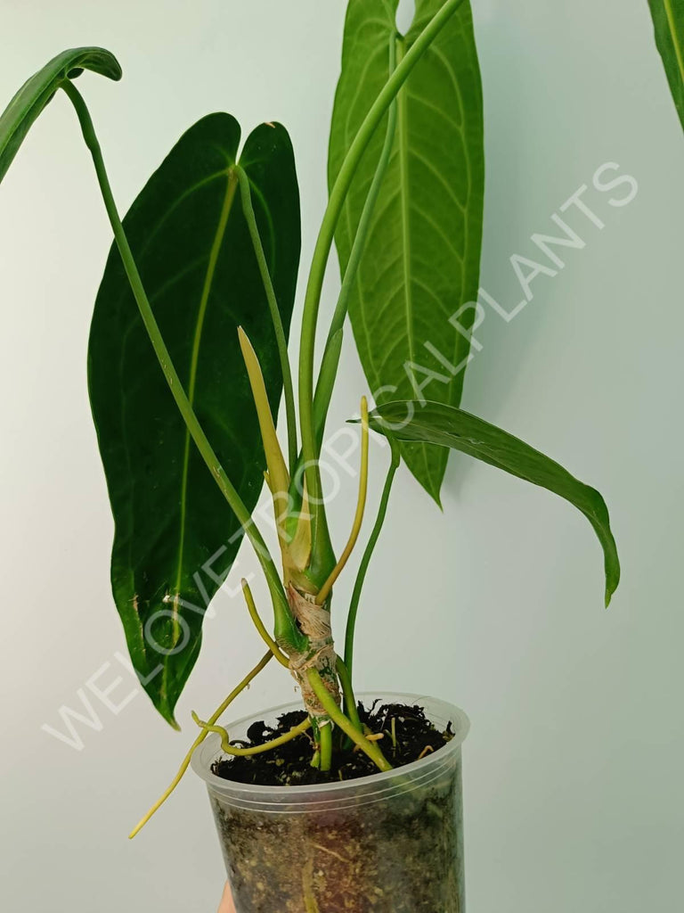 Anthurium warocqueanum