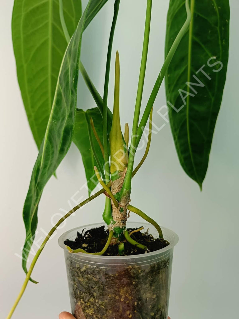 Anthurium warocqueanum