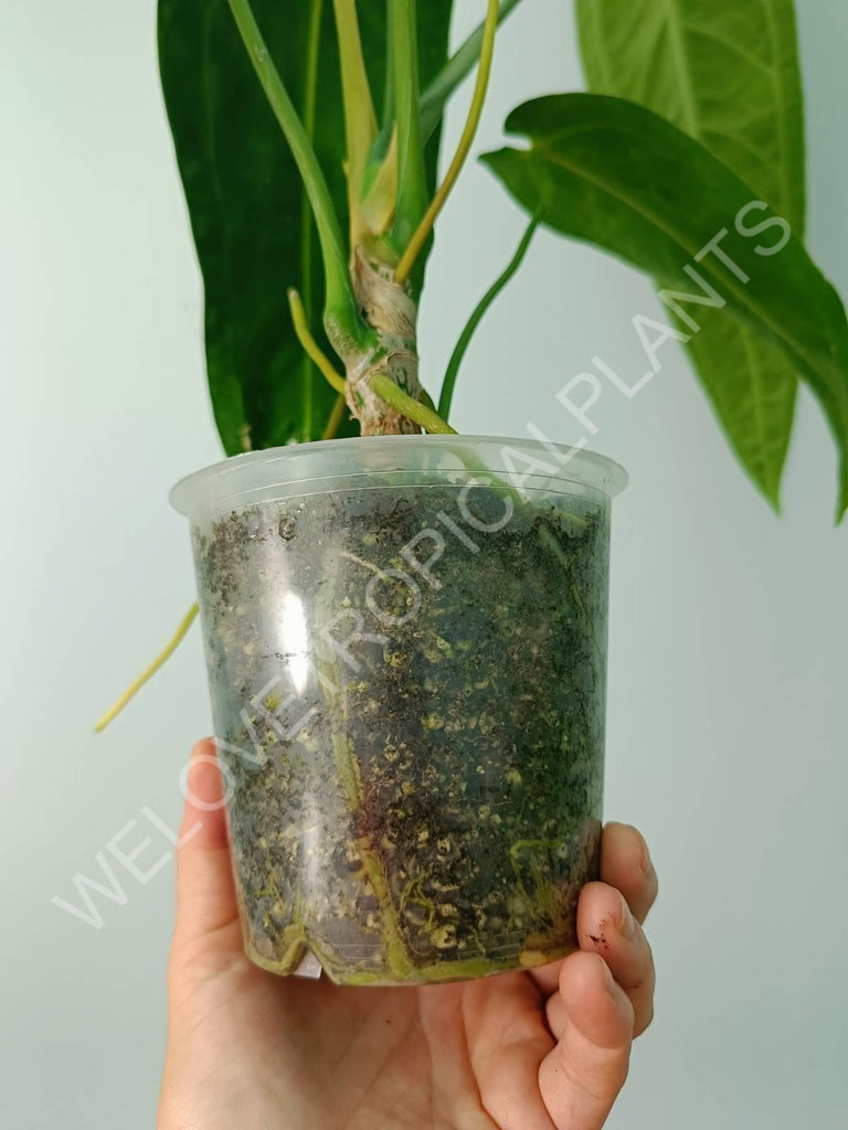 Anthurium warocqueanum