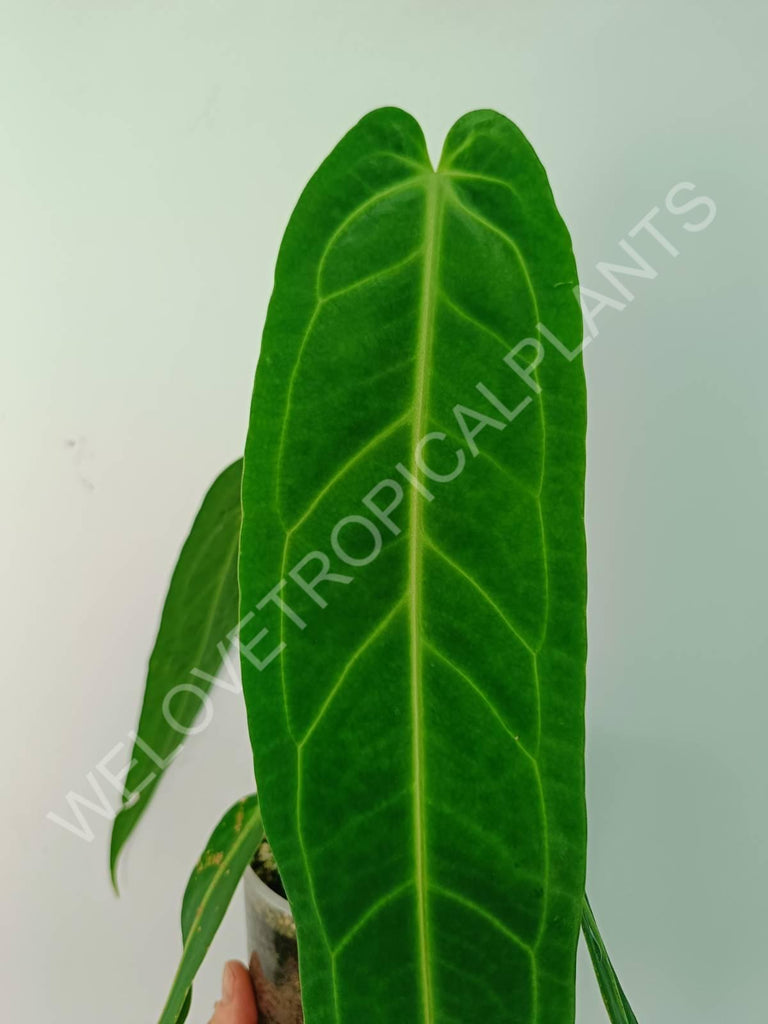 Anthurium warocqueanum