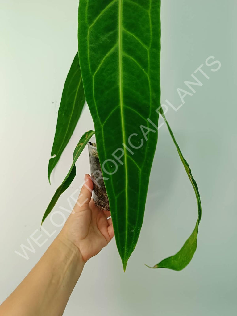 Anthurium warocqueanum