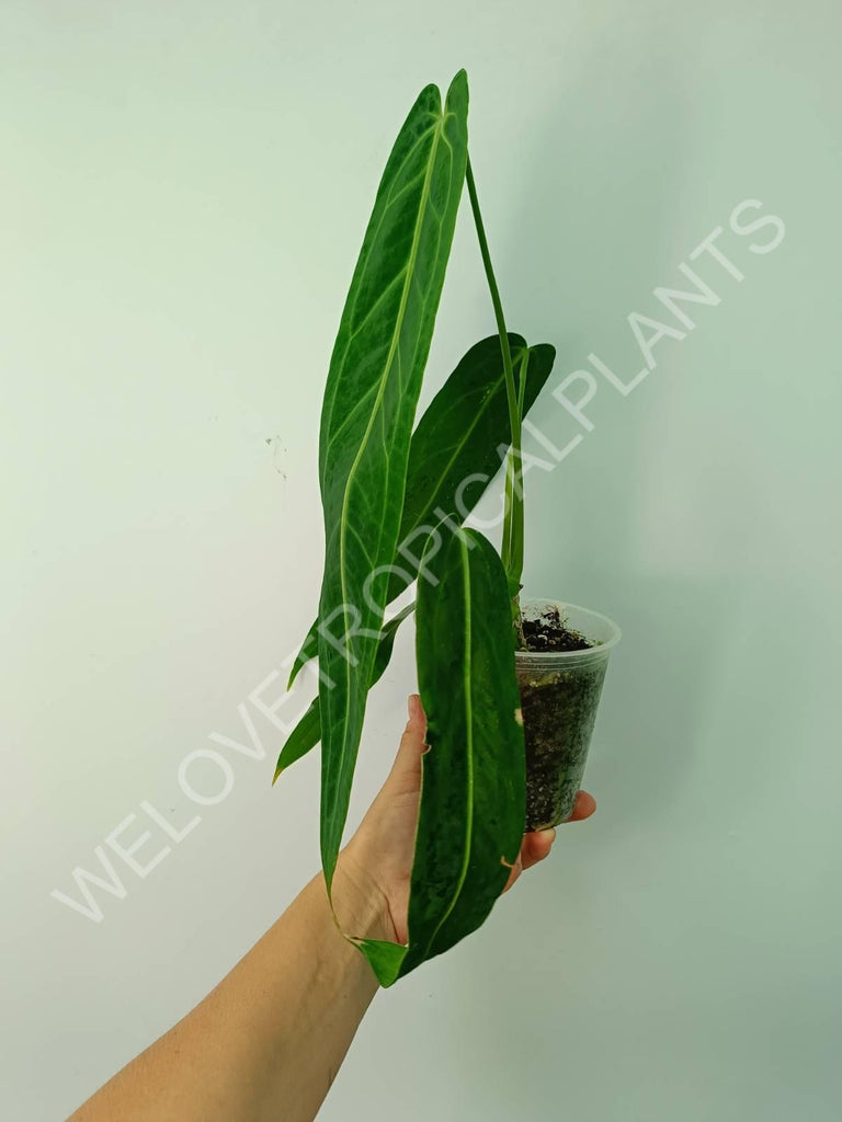 Anthurium warocqueanum