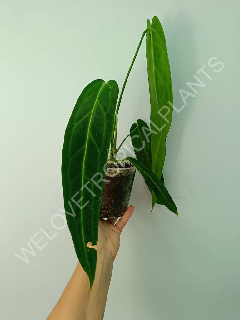 Anthurium warocqueanum