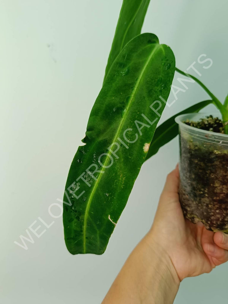 Anthurium warocqueanum