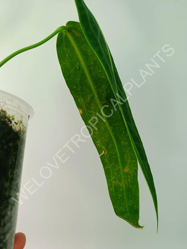 Anthurium warocqueanum