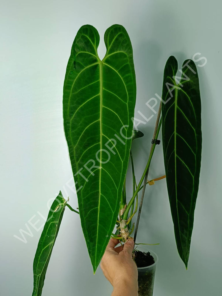 Anthurium warocqueanum