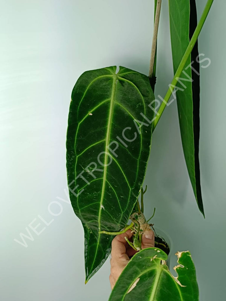 Anthurium warocqueanum