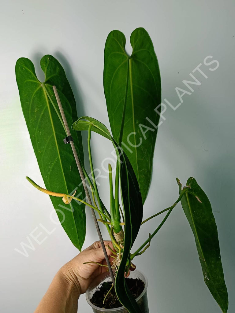 Anthurium warocqueanum