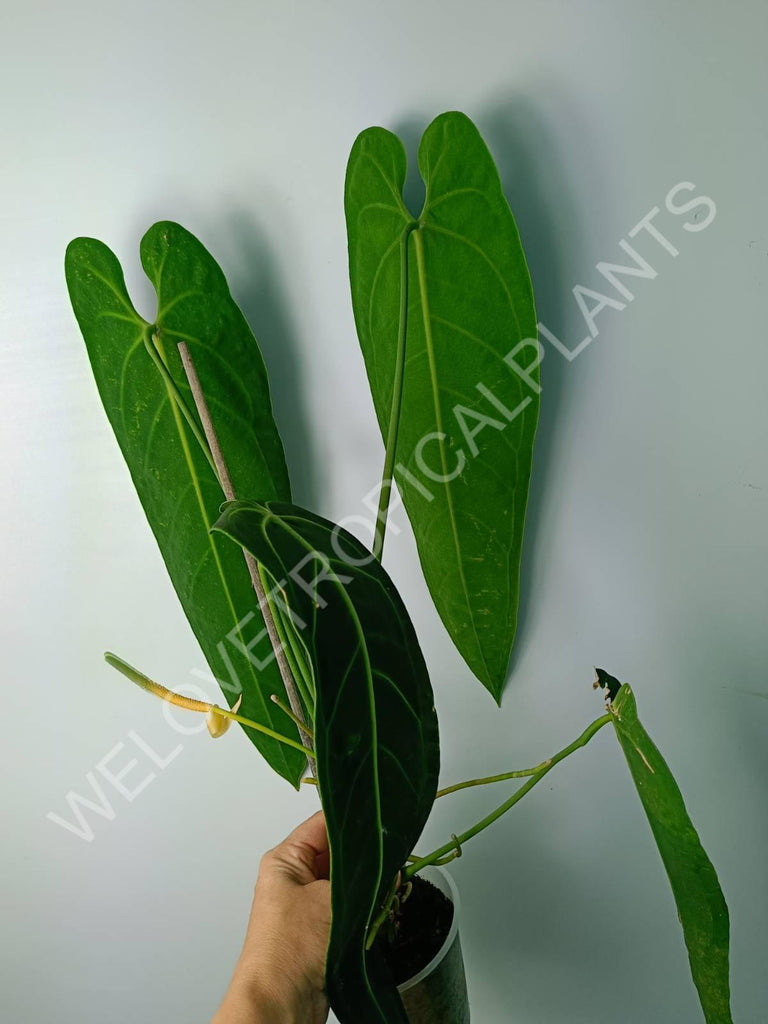 Anthurium warocqueanum