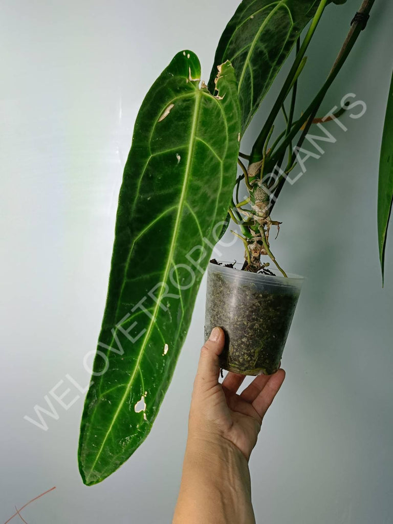 Anthurium warocqueanum