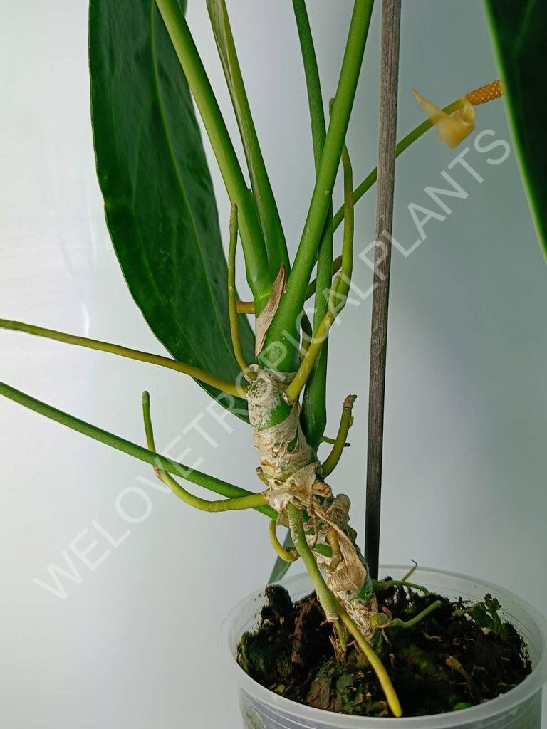 Anthurium warocqueanum