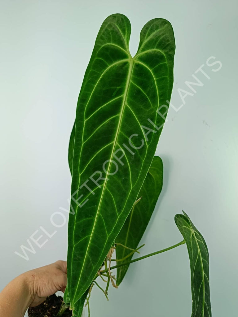 Anthurium warocqueanum 