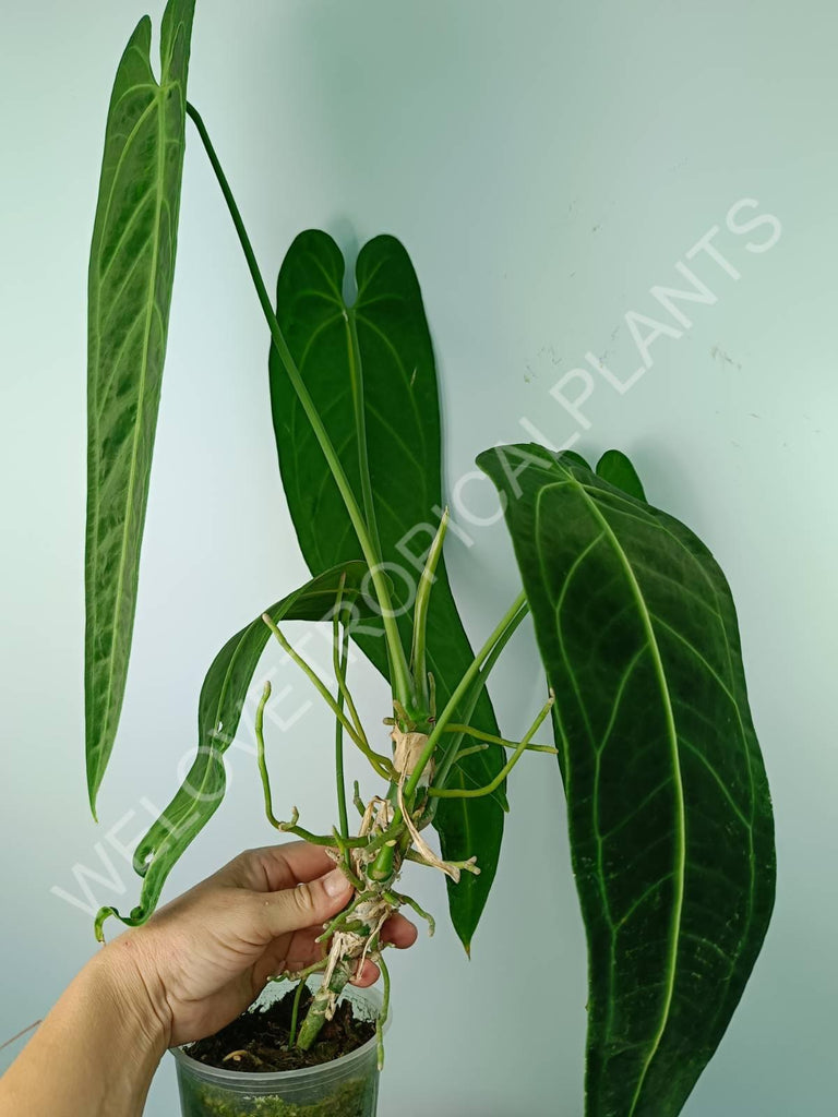 Anthurium warocqueanum 